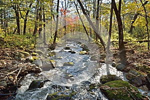 Autumn woodsy river 2 photo