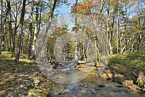 Autumn woodsy river 3 photo