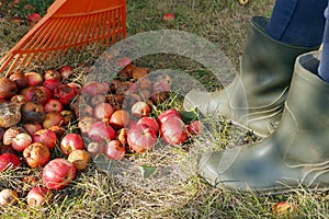 Autumn works in the garden. rotten apples lie on the ground, on green fresh grass. spoiled, moldy fruits are raked for disposal.