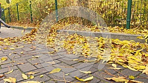 autumn works outdoor cleaning road from fallen leaves gold fall yellow foliage