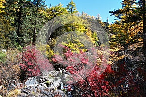 The Autumn at Yading Nature Reserve in Daocheng County ,China