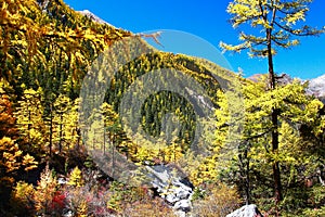 The Autumn at Yading Nature Reserve in Daocheng County ,China