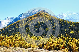 The Autumn at Yading Nature Reserve in Daocheng County ,China