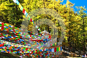 The Autumn at Yading Nature Reserve in Daocheng County ,China