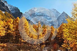 The Autumn at Yading Nature Reserve in Daocheng County ,China