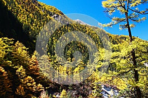 The Autumn at Yading Nature Reserve in Daocheng County ,China