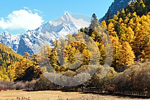 The Autumn at Yading Nature Reserve in Daocheng County ,China