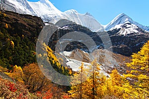 The Autumn at Yading Nature Reserve in Daocheng County ,China