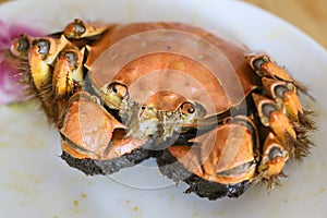 In autumn yangcheng lake hairy crabs