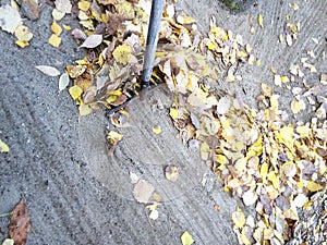 Woman raking pile of fall leaves at garden with rake. Autumn yard work