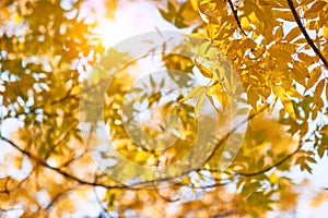 Autumn yellow ash leaves in sun rays and clear sky