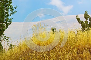 Autumn yellow background with cereals