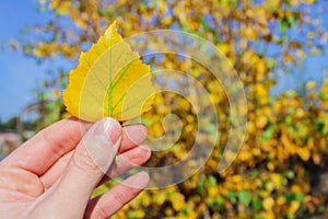 Autumn yellow birch leaf in hand, the beginning of autumn. Autumn background of nature