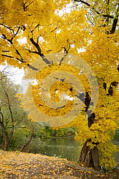 Autumn yellow color tree, orange foliage in fall forest.