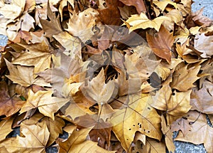 Autumn Yellow Dried Leave