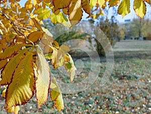 Autumn yellow dried leaves