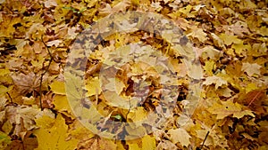 Autumn yellow dry leaves panorama. Natural background