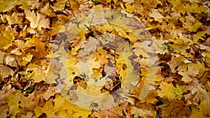 Autumn yellow dry leaves panorama. Natural background