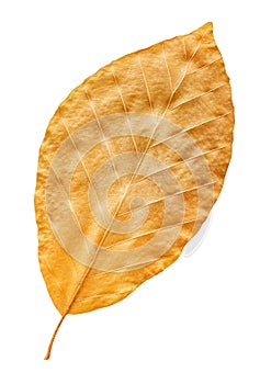 Autumn yellow fall leaf isolated on white, way in path