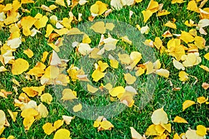 Autumn yellow fallen leaves on green grass.