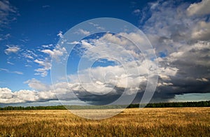 Autumn yellow field and bllue sky