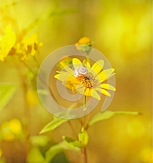 Autumn yellow flowers and snail.