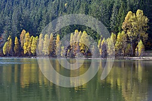 Autumn with the yellow foliage