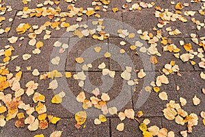 Autumn yellow foliage lies on the gray sidewalk