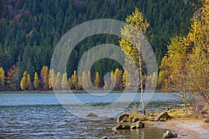 Autumn with the yellow foliage, reflected in Lake