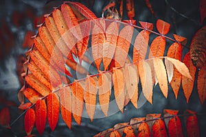 Autumn yellow foliage. Autumn wallpaper. Background