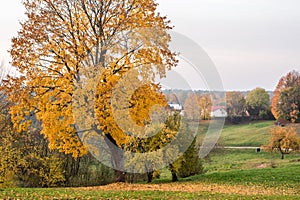 Autumn yellow forest tree in a park with green grass and yellow leaves, evening. Beautiful foliage