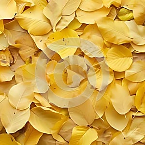 Autumn Yellow Ginkgo Leaves Background