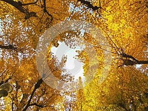 Autumn yellow ginkgo leaves trees at Icho Namiki Avenue Tokyo Japan photo