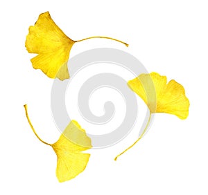 Autumn yellow ginkgo leaves. Watercolor seasonal illustration