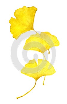 Autumn yellow ginkgo leaves. Watercolor seasonal illustration