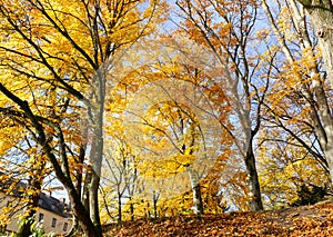 Autumn Yellow Gold Foliage Trees in a Park, with Sunlight