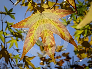 Autumn yellow and gold leaves Liquidambar styraciflua, Amber tree against the blue sky. photo