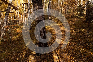 Autumn yellow golden leaves on trees background, texture.  Fall landscape with trees in birch forest in sunlight