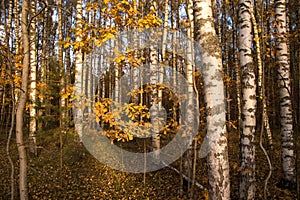 Autumn yellow golden orange leaves on trees background, texture.  Fall landscape with trees in birch forest in sunlight