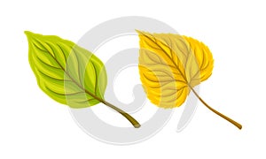 Autumn yellow and green leaf set. Colorful fall foliage vector illustration