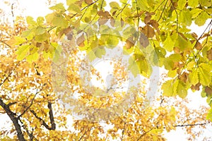Autumn yellow green leaves
