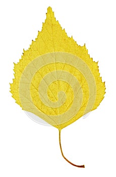 Autumn yellow leaf of birch