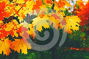 Autumn yellow leaf closeup. Bright orange autumn tree. Blur bokeh on background. Golden color flora in park. Light sunny