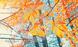 Autumn yellow leaf closeup. Bright orange autumn tree. Blur bokeh on background. Golden color flora in park. Light sunny