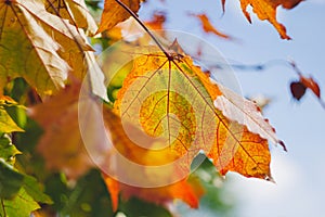 Autumn yellow leaf closeup. Bright orange tree change. Golden color in park