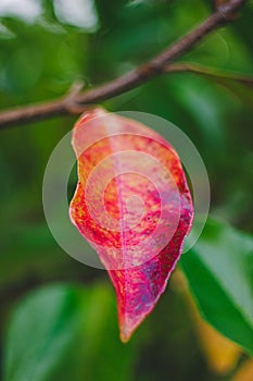 Autumn yellow leaf closeup. Bright orange tree change. Golden color in park