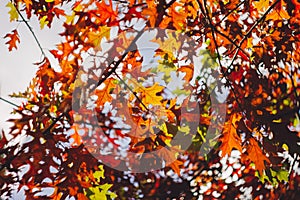 Autumn yellow leaf closeup. Bright orange tree change. Golden color in park