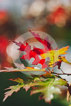 Autumn yellow leaf closeup. Bright orange tree change. Golden color in park