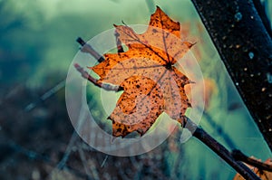 Autumn yellow leaf in dawn fog on a background of cobwebs