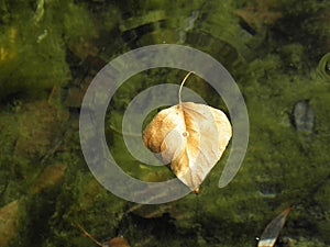 Autumn yellow leaf floating in river